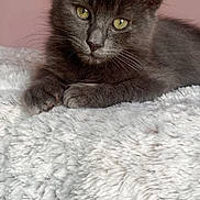 Aïko a rejoint le concours — aidez-le/la à gagner de superbes lots ! kitten, gray_cat, yellow_eyes, fluffy, soft_blanket, texture, indoor, pet, animal, cute, relaxed, lying_down, fur, whiskers, close_up, portrait, cozy, resting, pink_background, feline