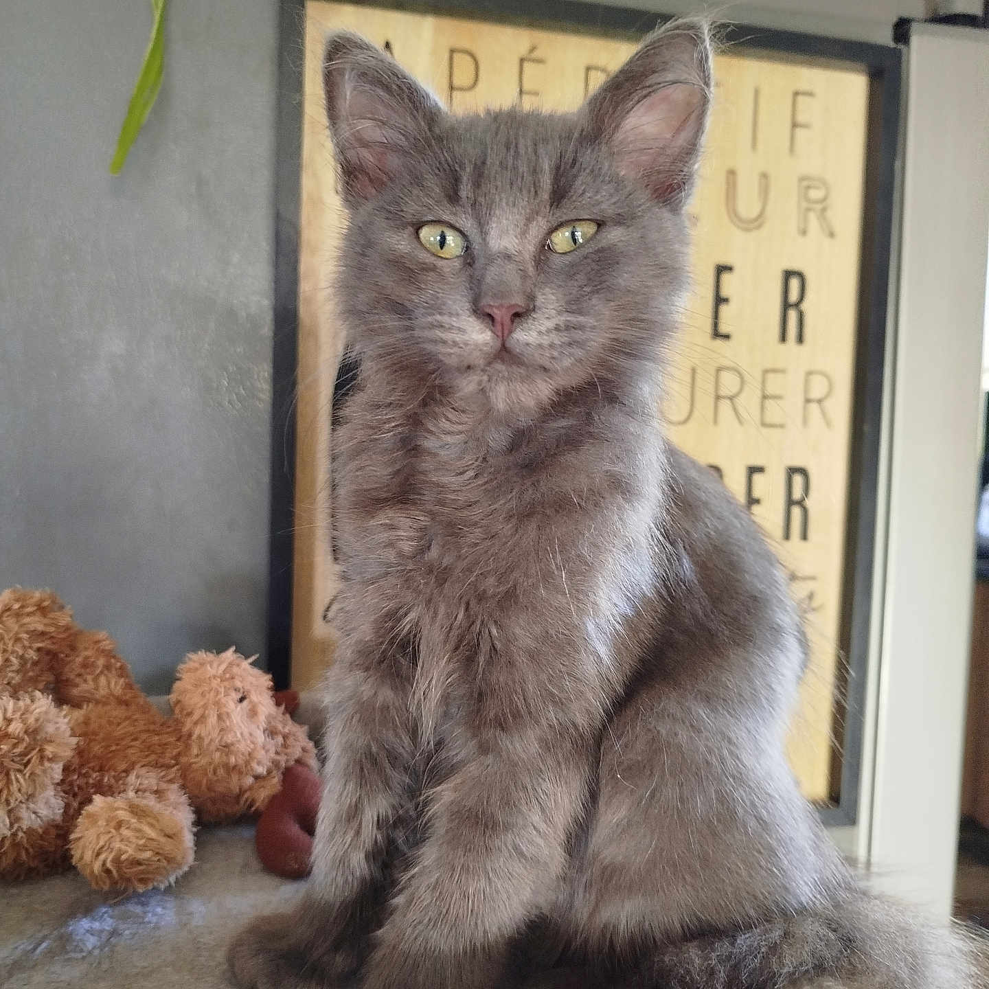 Aïko participe au concours pour gagner de l'argent avec cette photo : animal, cozy, cute, domestic_cat, ears, feline, framed_art, furry, gray_cat, houseplant, indoor, kitten, pet, portrait, potted_plant, sitting, soft_surface, teddy_bear, whiskers, yellow_eyes