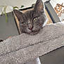 cat, gray_cat, fluffy, pet, indoor, cat_tree, furniture, close_up, green_eyes, relaxed, feline, domestic_animal, cute, whiskers, ears, soft_texture, houseplant, background_blur, cozy, resting