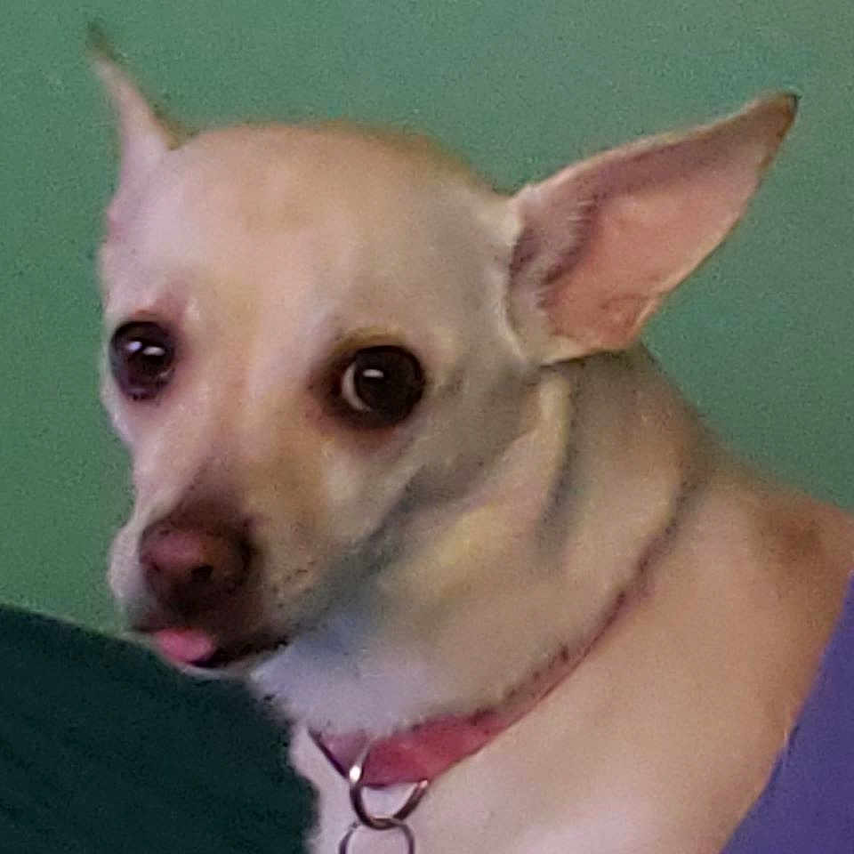 Princess Poochie is registered to the contest to win money with this photo: dog, small_dog, close_up, light_colored, collar, pet, animal, ears, tongue, indoor, curious, face, fur, canine, domestic_animal, looking_away, portrait, companion, cute, expression