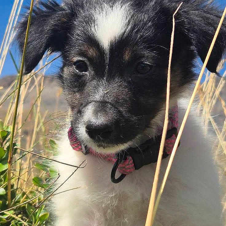 Alpy a rejoint le concours — aidez-le/la à gagner de superbes lots ! animal, black_and_white, blue_sky, close_up, collar, countryside, curious, cute, dog, field, fluffy, fur, grass, nature, outdoor, pet, puppy, summer, sunlight, young