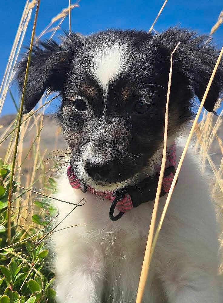 Alpy a rejoint le concours — aidez-le/la à gagner de superbes lots ! puppy, dog, black_and_white, collar, grass, outdoor, nature, blue_sky, close_up, fluffy, curious, young, animal, pet, fur, summer, sunlight, field, countryside, cute