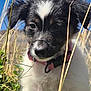 Alpy participe au concours pour gagner de l'argent avec cette photo : puppy, dog, black_and_white, collar, grass, outdoor, nature, blue_sky, close_up, fluffy, curious, young, animal, pet, fur, summer, sunlight, field, countryside, cute