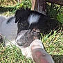 puppy, dog, sleeping, black_and_white, grass, outdoor, sunlight, paw, closeup, fence, nature, relaxation, pet, animal, cute, young_dog, resting, fur, daylight, peaceful