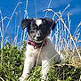 Alpy a rejoint le concours — aidez-le/la à gagner de superbes lots ! puppy, dog, grass, plants, nature, blue_sky, collar, outdoor, young_dog, cute, animal, pet, fur, sitting, greenery, sunlight, field, playful, adorable, canine