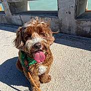 Tucker is registered to the contest to win money with this photo: dog, brown, white, green_bandana, leash, tongue_out, outdoor, sunny, concrete, stone_railing, water, pet, happy, cute, fluffy, animal, summer, walking, companion, portrait