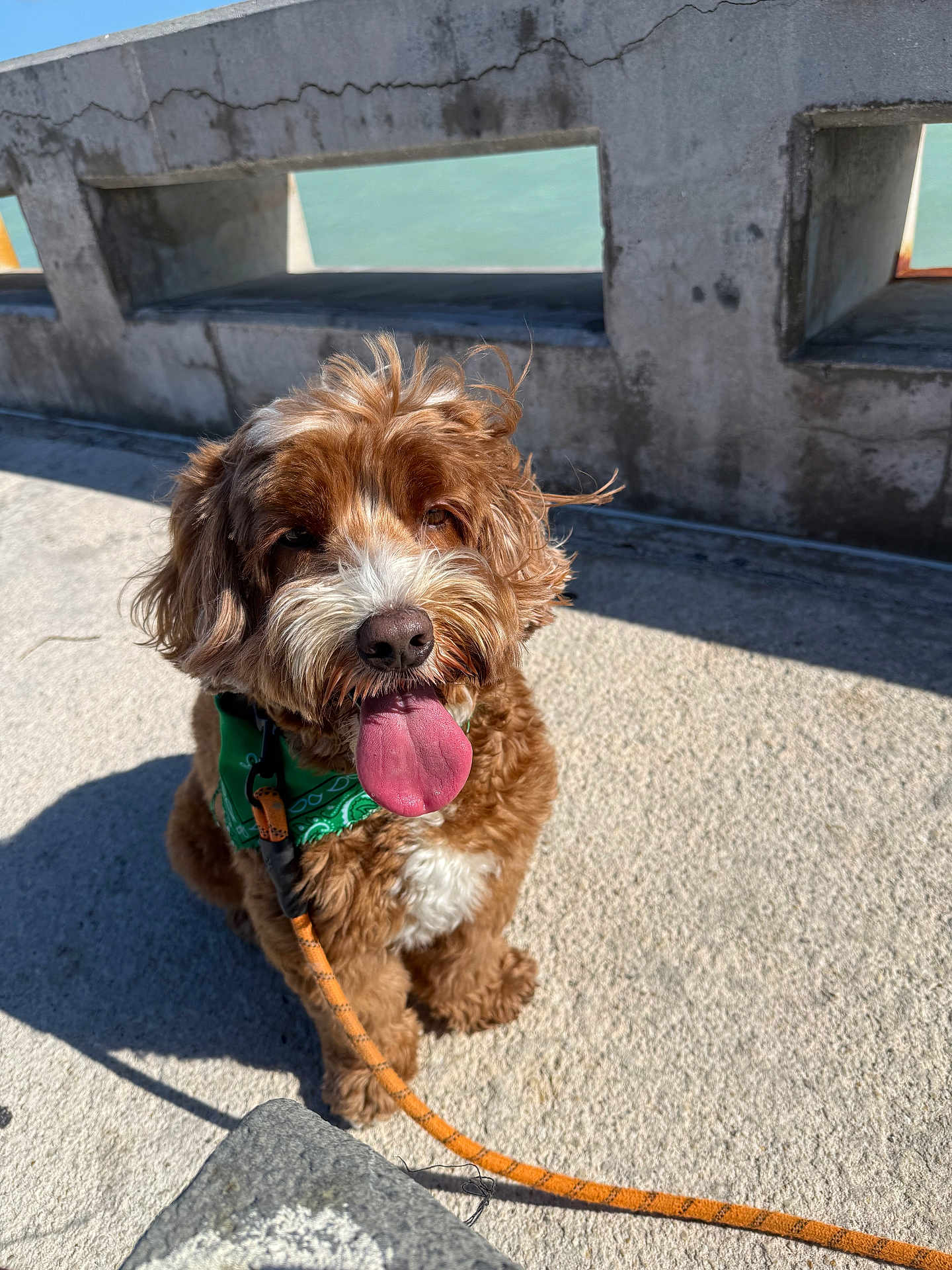Tucker is registered to the contest to win money with this photo: dog, brown, white, green_bandana, leash, tongue_out, outdoor, sunny, concrete, stone_railing, water, pet, happy, cute, fluffy, animal, summer, walking, companion, portrait
