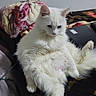 cat, white_cat, fluffy, pet, indoor, relaxed, sitting, blanket, cozy, fur, cute, animal, domestic_cat, resting, feline, home, comfort, soft, pink_nose, ears