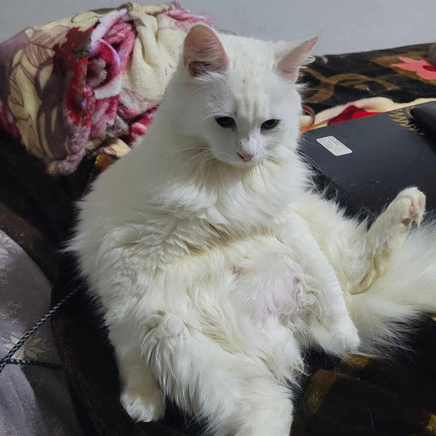 Princesse participe au concours pour gagner de l'argent avec cette photo : cat, white_cat, fluffy, pet, indoor, relaxed, sitting, blanket, cozy, fur, cute, animal, domestic_cat, resting, feline, home, comfort, soft, pink_nose, ears