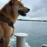 Aiko participe au concours pour gagner de l'argent avec cette photo : dog, canine, pet, water, boat, harness, outdoor, sky, cloudy, sea, animal, mammal, nature, shoreline, daytime, side_view, fur, snout, tongue, paw
