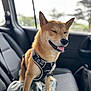 Aiko participe au concours pour gagner de l'argent avec cette photo : dog, shiba_inu, car_interior, backseat, harness, happy, tongue_out, pet, window, blanket, seated, canine, animal, transportation, fur, ears, smiling, leash, domestic_animal, daylight
