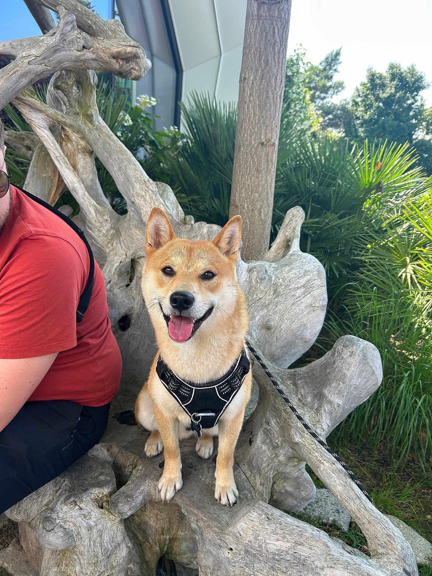 Aiko participe au concours pour gagner de l'argent avec cette photo : dog, shiba_inu, harness, bench, wood, tree, outdoor, greenery, person, red_shirt, smiling_dog, leash, nature, sunlight, plant, grass, happy, pet, animal, sitting