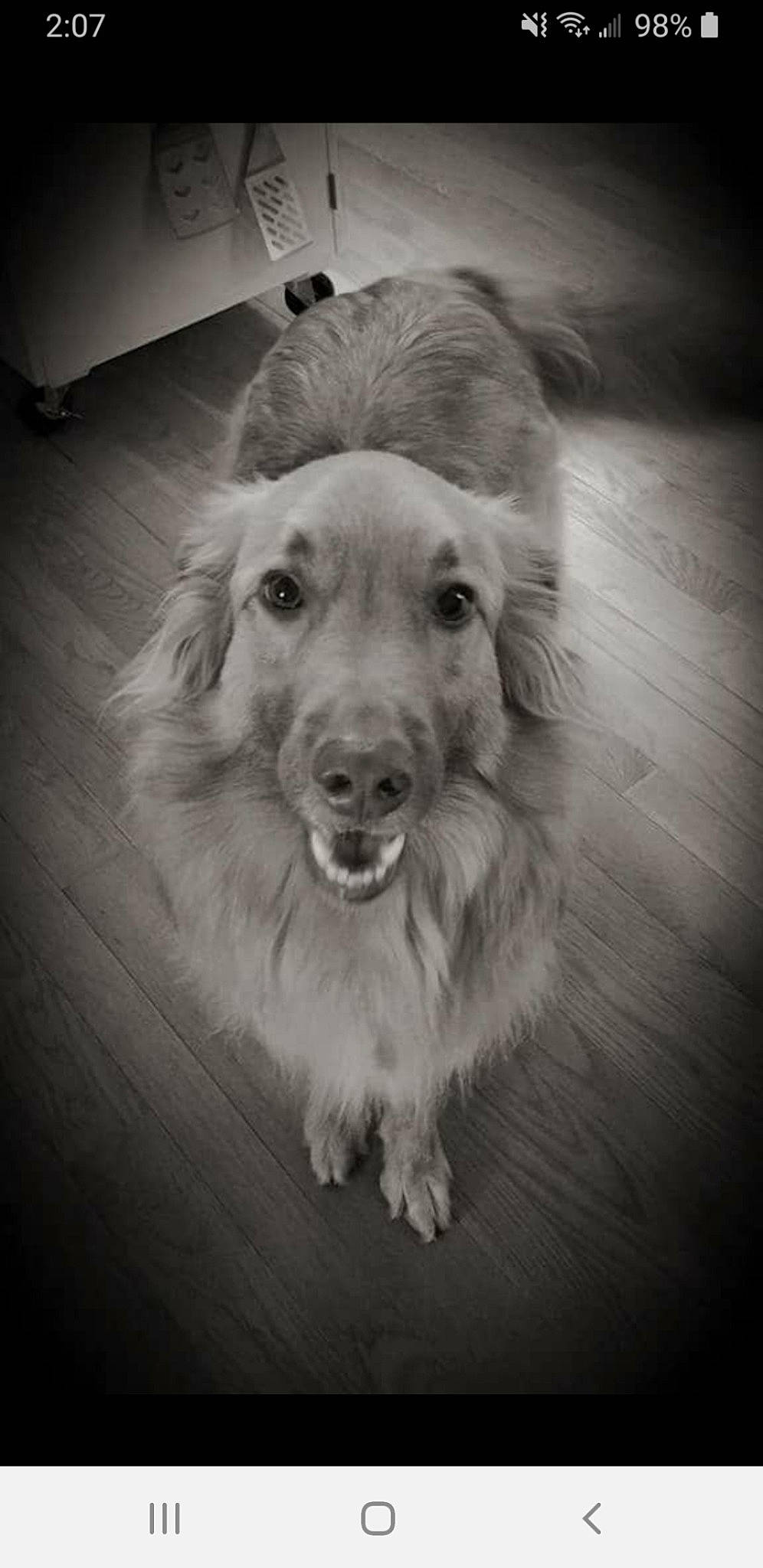 Max joined the competition — help win amazing prizes! black_and_white, canidae, carnivore, companion_dog, dog, dog_breed, golden_retriever, monochrome, photography, rare_breed_dog, snout, sporting_group, whiskers