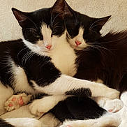 Chausette Et Bulma participe au concours pour gagner de l'argent avec cette photo : aegean_cat, american_wirehair, black_and_white, black_cat, carnivore, cat, domestic_short_haired_cat, european_shorthair, felidae, fur, kitten, mammal, paw, polydactyl_cat, small_to_medium_sized_cats, whiskers