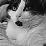 cat, black_and_white, close_up, whiskers, fur, pet, animal, resting, eyes, face, cute, indoor, soft_texture, portrait, feline, relaxed, domestic_animal, muzzle, sleepy, comfortable