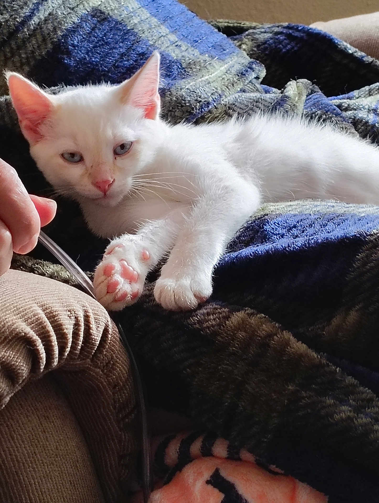Zima