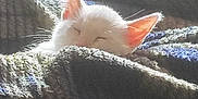 Zima joined the competition — help win amazing prizes! kitten, white_cat, sleeping, blanket, cozy, sunlight, indoor, resting, cute, fur, ears, warm_light, soft_texture, knitted_blanket, pet, animal, relaxation, peaceful, comfortable, nap