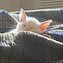 kitten, white_cat, sleeping, blanket, cozy, sunlight, indoor, resting, cute, fur, ears, warm_light, soft_texture, knitted_blanket, pet, animal, relaxation, peaceful, comfortable, nap