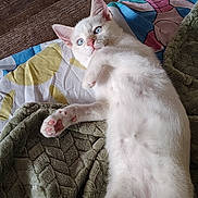 Zima is registered to the contest to win money with this photo: kitten, cat, blue_eyes, white_fur, pet, animal, lying_down, blanket, bed, cozy, cute, playful, relaxed, indoor, fur, paw, pink_nose, whiskers, young, domestic_cat
