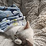 kitten, cat, sleeping, paw, blanket, fleece, soft_texture, cozy, cute, pet, animal, fur, resting, indoor, comfort, nap, white_cat, closeup, adorable, peaceful