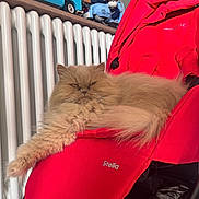 Osaÿa a rejoint le concours — aidez-le/la à gagner de superbes lots ! animal, cat, cozy, cute, feline, fluffy, fur, home, indoor, pet, portrait, radiator, red, relaxed, resting, seat, stretching, stroller, toy, vehicle