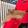 animal, cat, cozy, cute, feline, fluffy, fur, home, indoor, pet, portrait, radiator, red, relaxed, resting, seat, stretching, stroller, toy, vehicle