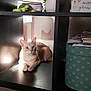 animal, box, cat, cozy, cream_color, cute, decor, figurine, furniture, indoor, pet, plant, quiet, resting, shadow, shelf, still_life, sunlight, vase, wooden_floor