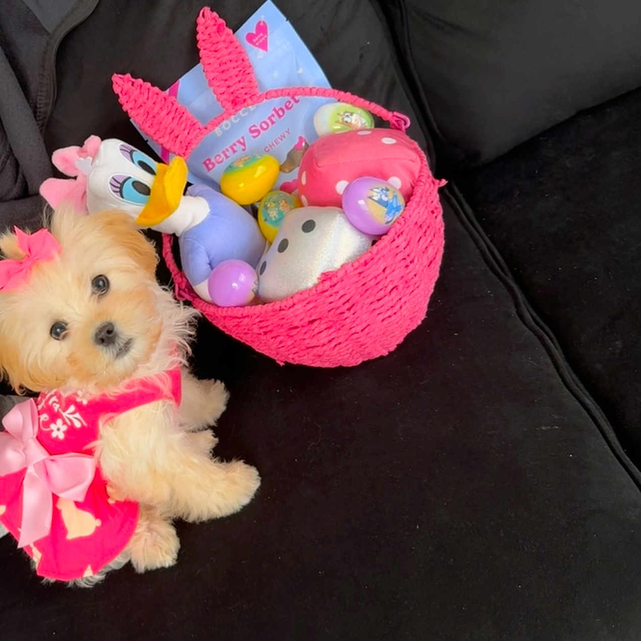 Harliee Rose is registered to the contest to win money with this photo: animal, basket, canine, cat, couch, dog, dogbed, fun, furniture, homedecor, kitten, leisureactivities, pet, picnic, plush, poodle, puppy, terrier, toy, whitedog
