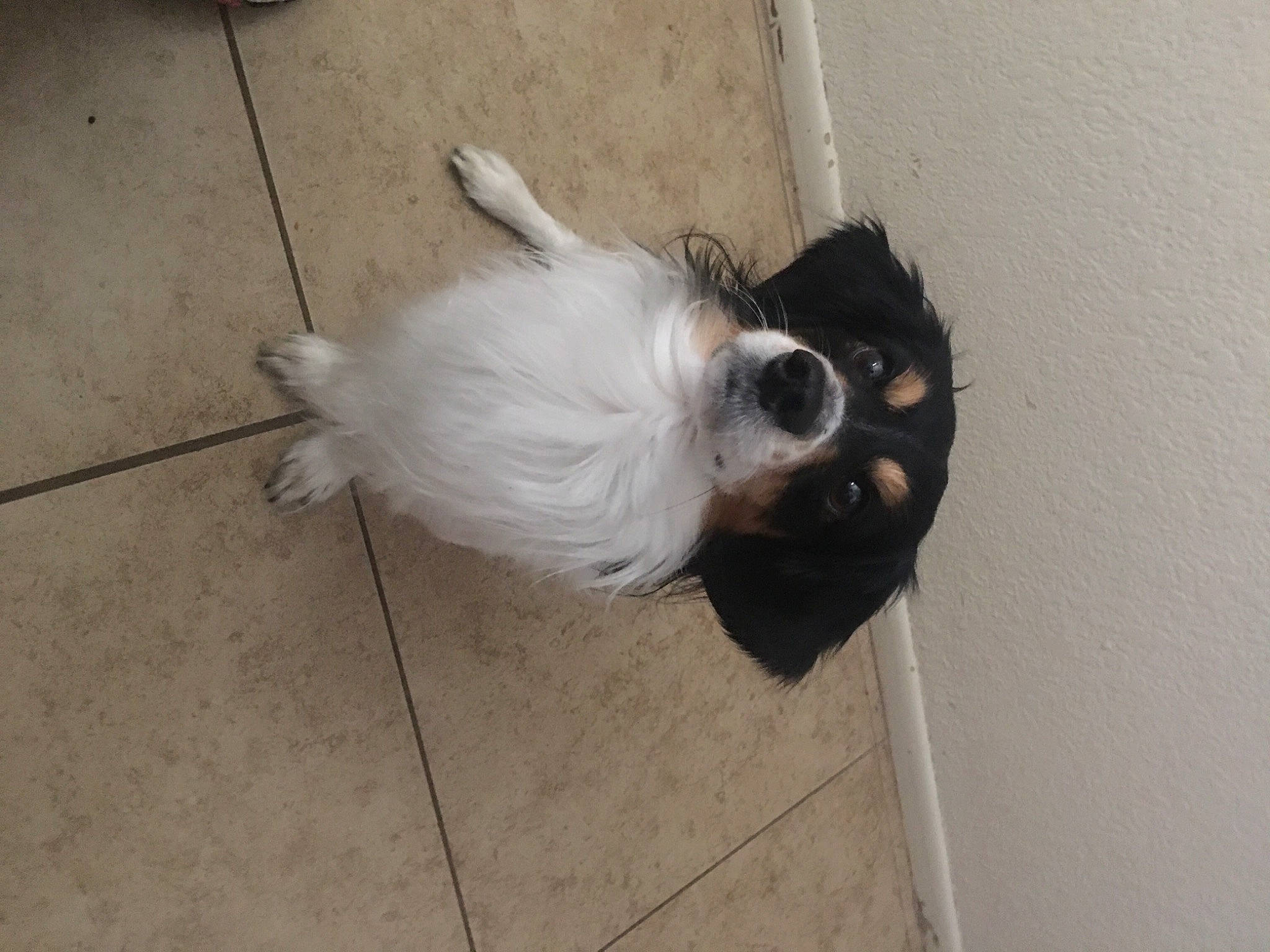 Roscoe joined the competition — help win amazing prizes! canidae, carnivore, companion_dog, dog, dog_breed, dog_supply, fawn, floor, flooring, fur, hardwood, liver, non_sporting_group, paw, road_surface, snout, sporting_group, tail, toy_dog, wood