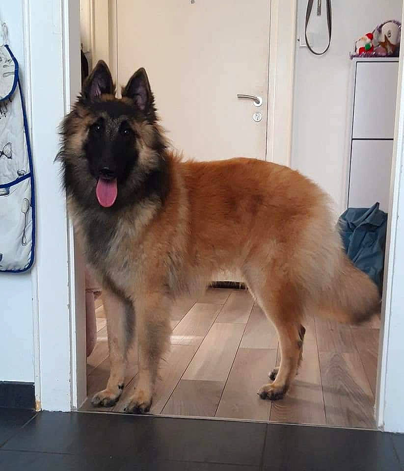 Raïko a rejoint le concours — aidez-le/la à gagner de superbes lots ! belgian_shepherd, belgian_shepherd_malinois, canidae, carnivore, dog, dog_breed, eurasier, fawn, king_shepherd, laekenois, mammal, old_german_shepherd_dog, shiloh_shepherd_dog, tervuren, vertebrate