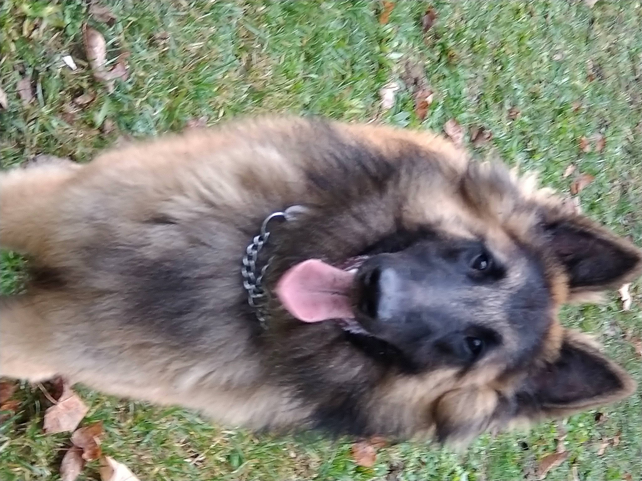 Raïko a rejoint le concours — aidez-le/la à gagner de superbes lots ! canidae, carnivore, dog, dog_breed, ear, fawn, german_shepherd_dog, grass, leonberger, mammal, old_german_shepherd_dog, puppy, vertebrate