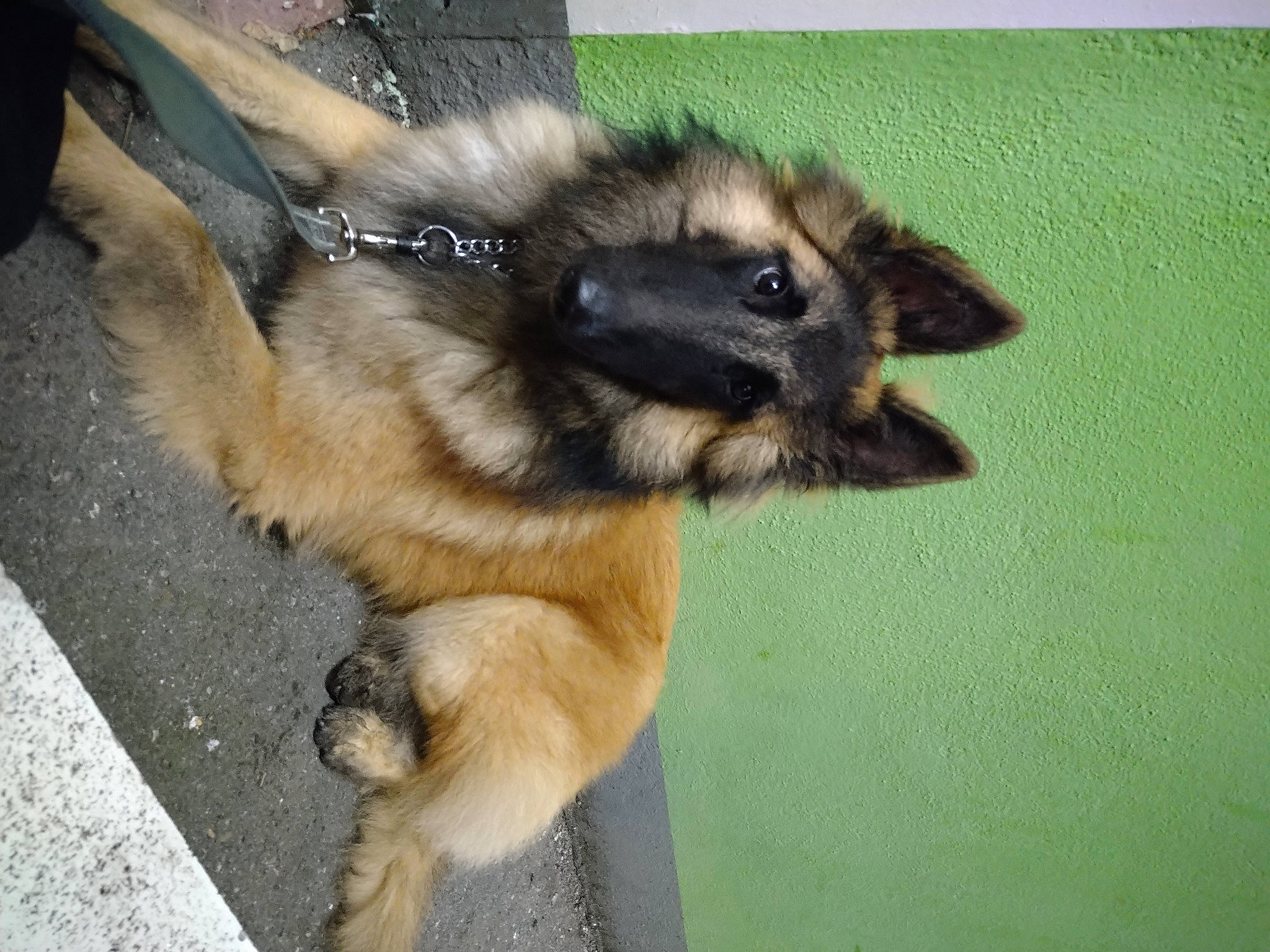 Raïko a rejoint le concours — aidez-le/la à gagner de superbes lots ! canidae, carnivore, companion_dog, dog, dog_breed, eurasier, fawn, mammal, puppy, snout, tibetan_spaniel, vertebrate