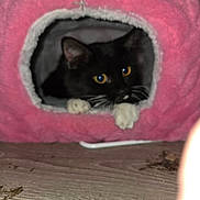 Athena is registered to the contest to win money with this photo: cat, black_cat, white_paws, pink_cat_house, pet, indoor, curious, cozy, feline, animal, wooden_floor, paws, whiskers, yellow_eyes, soft_texture, house, pet_habitat, resting, cute, fur