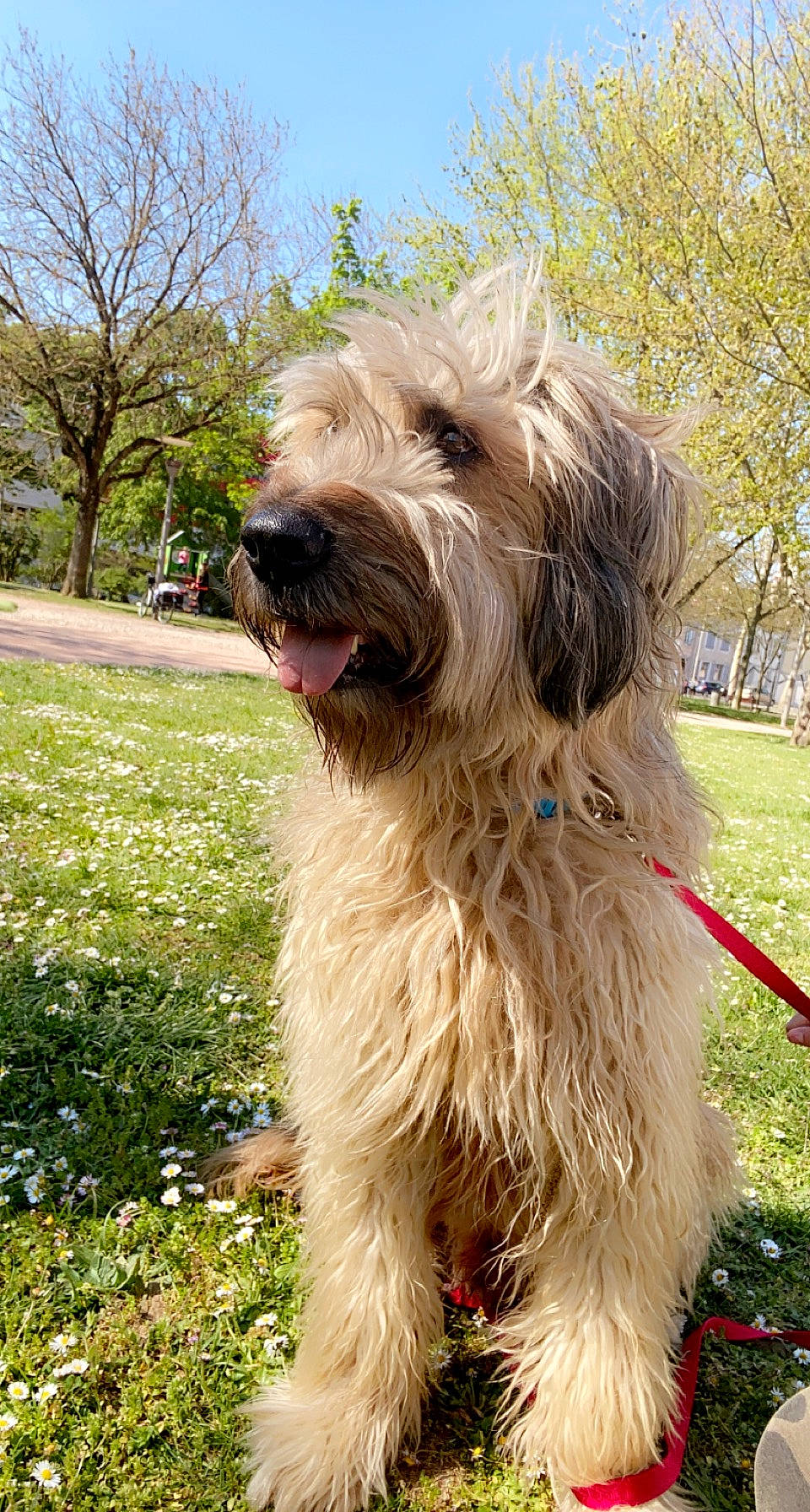 Loustic a rejoint le concours — aidez-le/la à gagner de superbes lots ! canidae, carnivore, cloud, companion_dog, dog, dog_breed, fur, giant_dog_breed, grass, plant, sky, small_terrier, snout, sporting_group, terrestrial_animal, terrier, tree, water_dog, working_animal, working_dog