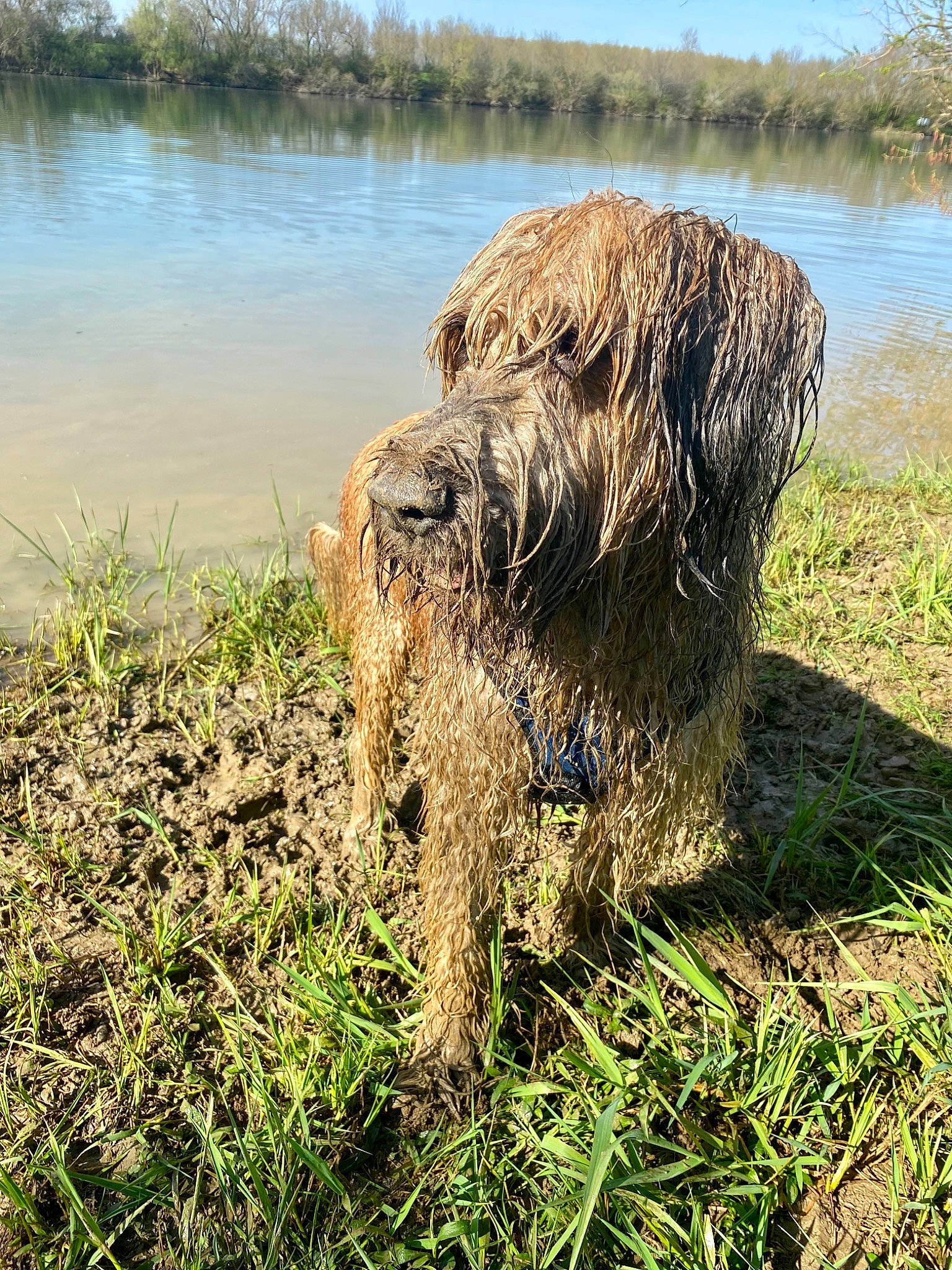 Loustic participe au concours pour gagner de l'argent avec cette photo : canidae, carnivore, companion_dog, dog, dog_breed, grass, grassland, herding_dog, lake, natural_landscape, plant, sky, sporting_group, terrestrial_animal, terrier, water, water_dog, wetland, wildlife, working_animal