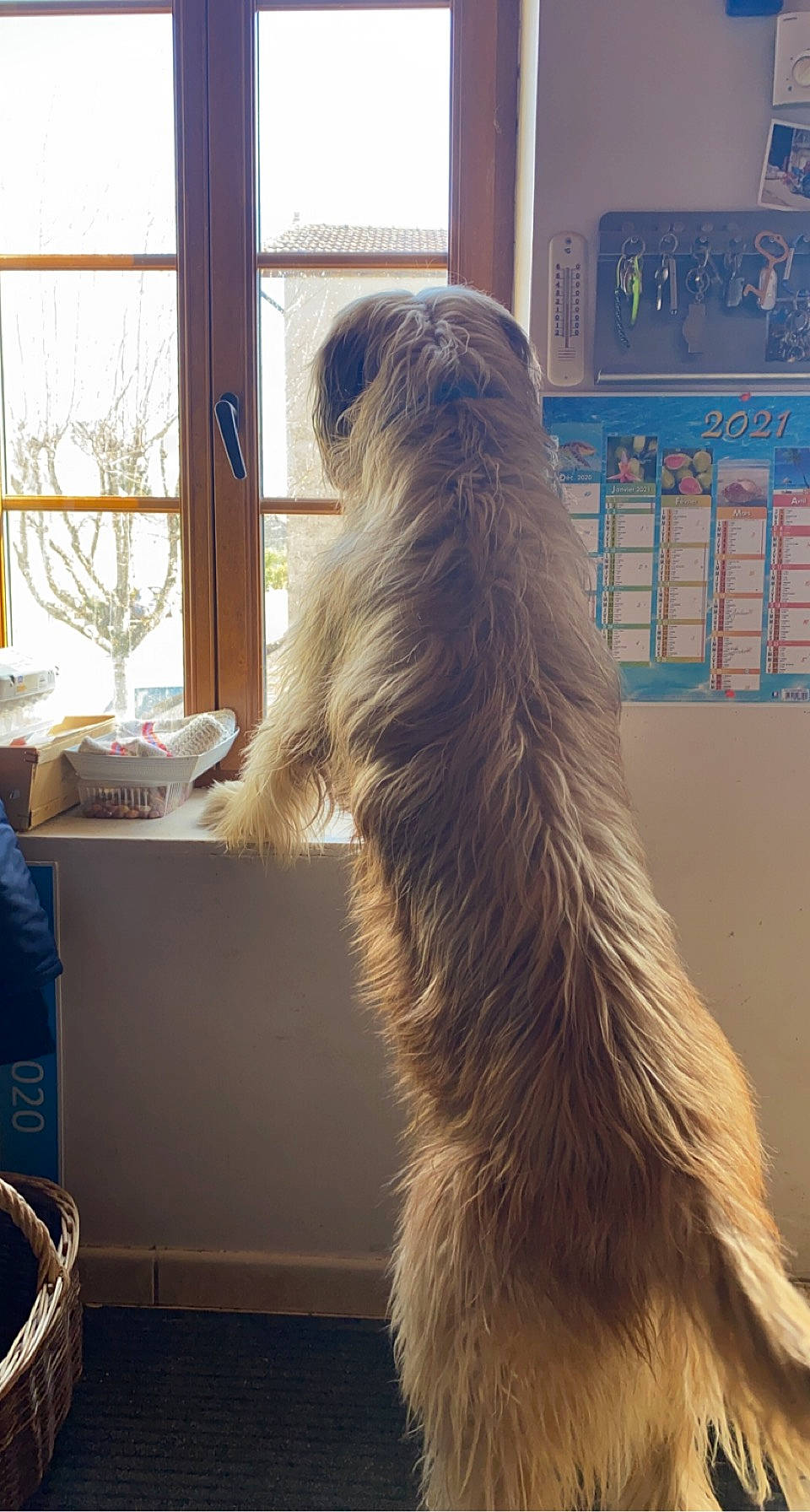 Loustic a rejoint le concours — aidez-le/la à gagner de superbes lots ! canidae, carnivore, claw, companion_dog, curtain, dog_breed, felidae, fur, giant_dog_breed, small_to_medium_sized_cats, sporting_group, tail, whiskers, window