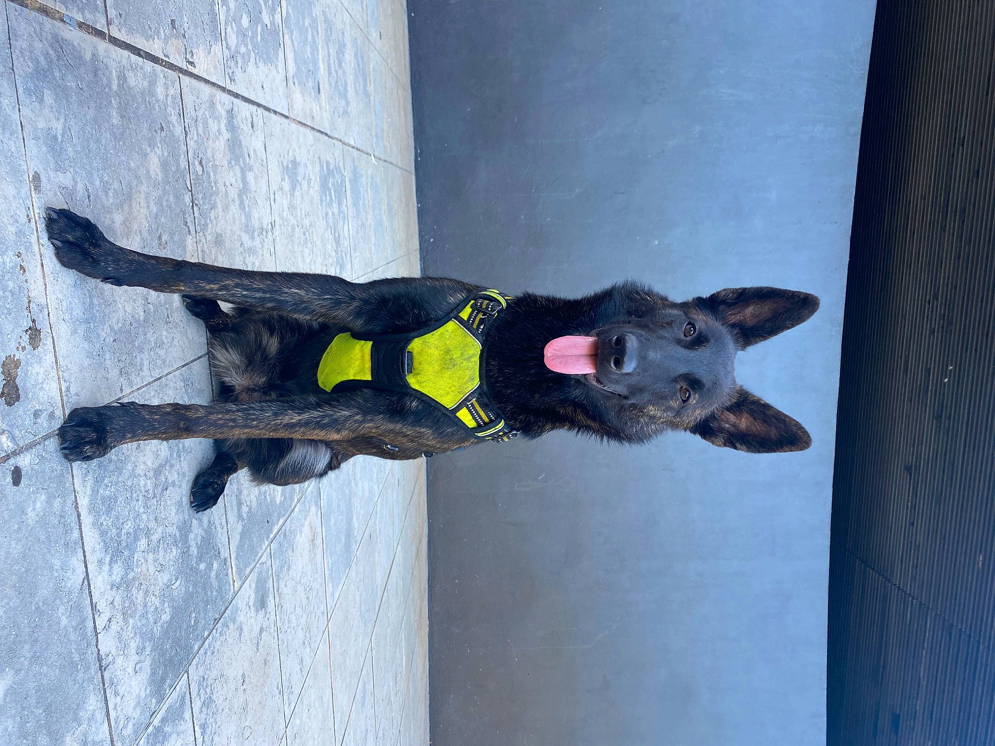 Sun a rejoint le concours — aidez-le/la à gagner de superbes lots ! art, canidae, carmine, carnivore, collar, dog, dog_breed, dog_supply, electric_blue, fashion_accessory, felidae, flooring, grey, guard_dog, leash, pet_supply, sporting_group, tail, working_animal, working_dog