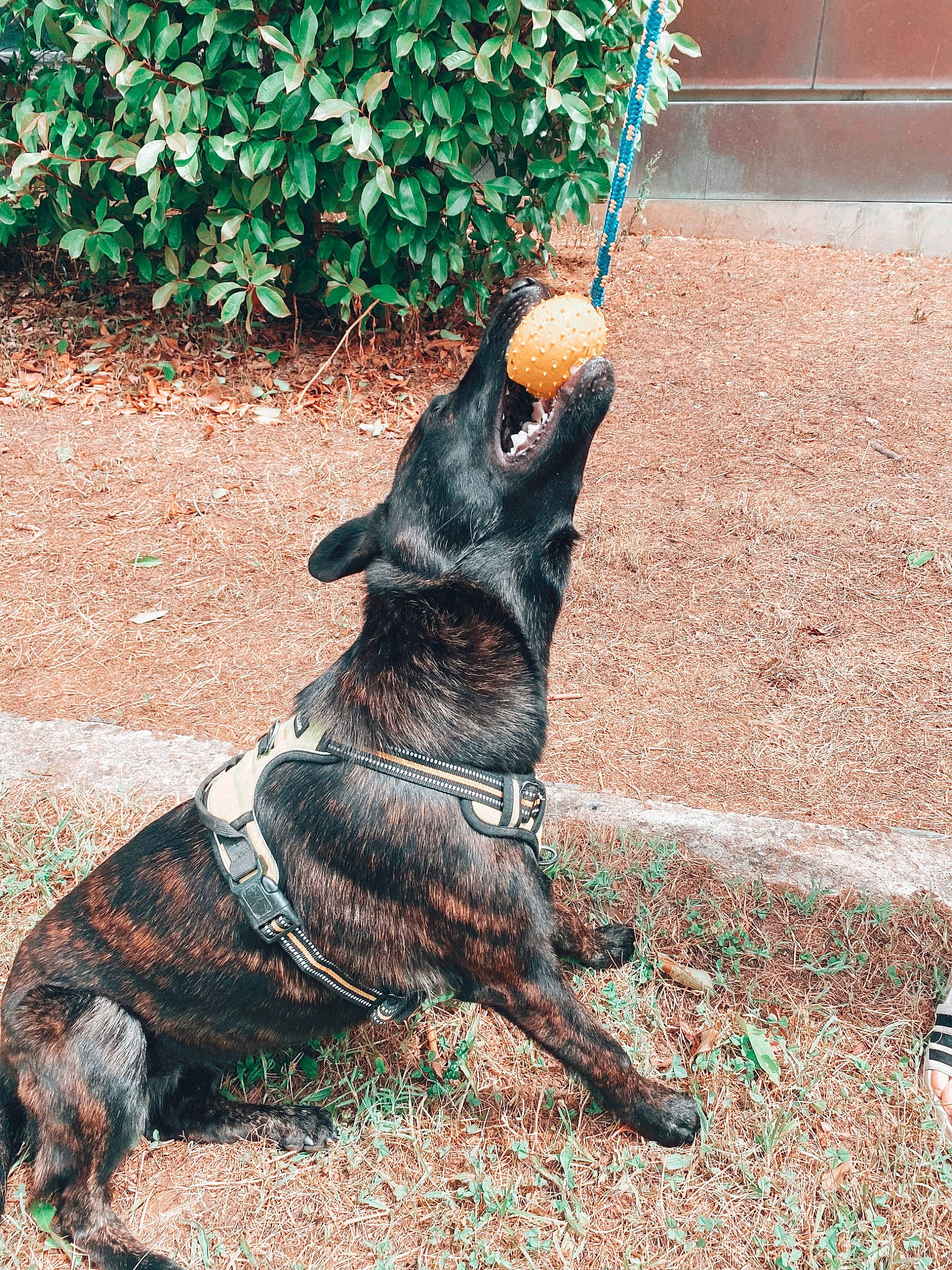 Sun participe au concours pour gagner de l'argent avec cette photo : art, carnivore, collar, companion_dog, dog, dog_breed, dog_collar, fawn, flowerpot, grass, houseplant, leash, plant, road_surface, snout, soil, tail, terrestrial_animal, vertebrate, working_animal