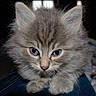 Bambi a rejoint le concours — aidez-le/la à gagner de superbes lots !