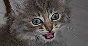 Bambi participe au concours pour gagner de l'argent avec cette photo :