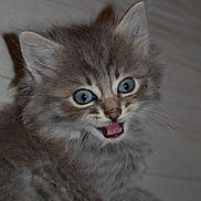Bambi participe au concours pour gagner de l'argent avec cette photo :