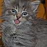 Bambi participe au concours pour gagner de l'argent avec cette photo :