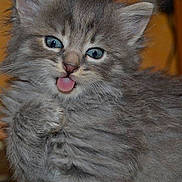 Bambi participe au concours pour gagner de l'argent avec cette photo :