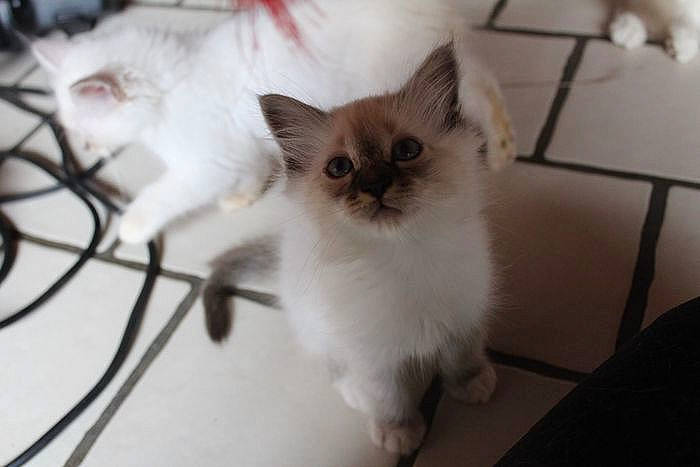 Snow a rejoint le concours — aidez-le/la à gagner de superbes lots ! birman, carnivore, cat, fawn, felidae, fur, ragdoll, siamese, small_to_medium_sized_cats, snout, tail, terrestrial_animal, twig, whiskers