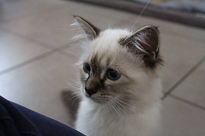 Snow a rejoint le concours — aidez-le/la à gagner de superbes lots ! balinese, carnivore, cat, comfort, domestic_short_haired_cat, fawn, felidae, flooring, fur, small_to_medium_sized_cats, snout, tail, terrestrial_animal, whiskers, window