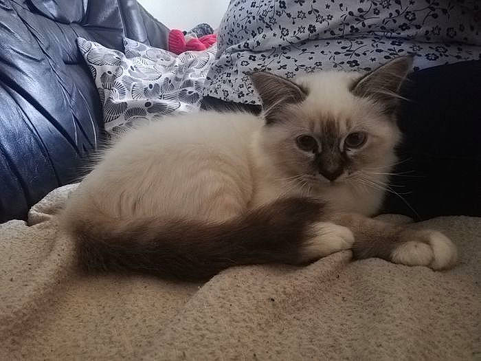 Snow participe au concours pour gagner de l'argent avec cette photo : bedding, birman, carnivore, cat, claw, comfort, couch, fawn, felidae, foot, fur, linens, paw, pillow, small_to_medium_sized_cats, snout, tail, terrestrial_animal, whiskers