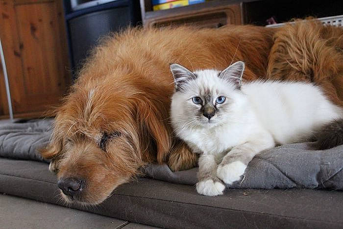 Snow a rejoint le concours — aidez-le/la à gagner de superbes lots ! cabinetry, carnivore, cat, claw, comfort, companion_dog, dog_breed, fawn, felidae, flooring, fur, hardwood, paw, small_to_medium_sized_cats, snout, tail, whiskers, wood