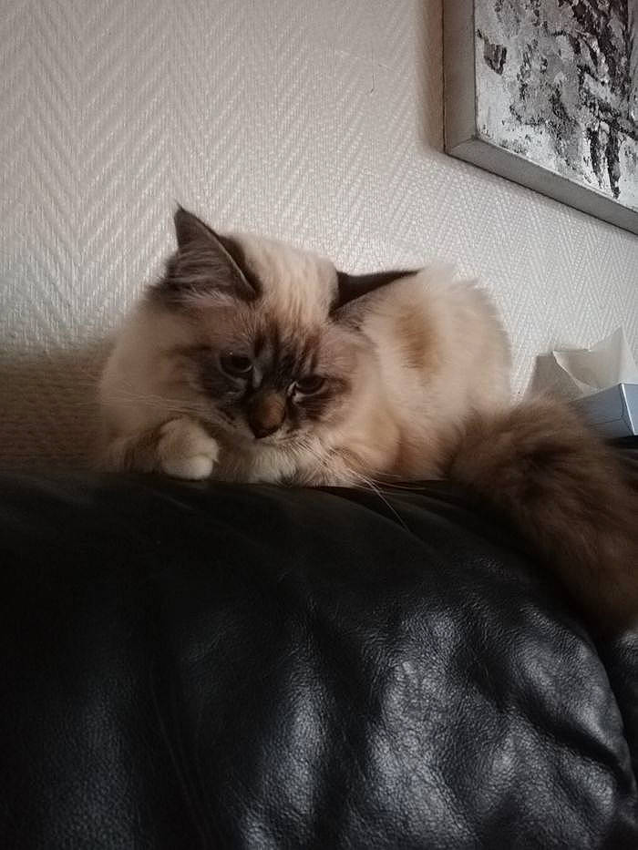 Snow participe au concours pour gagner de l'argent avec cette photo : carnivore, cat, claw, comfort, fawn, felidae, fur, hardwood, natural_material, paw, picture_frame, ragdoll, room, small_to_medium_sized_cats, tail, terrestrial_animal, whiskers, window