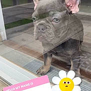 Daisy is registered to the contest to win money with this photo: dog, puppy, french_bulldog, glass_door, reflection, name_tag, sticker, flower_emoji, curious, pet, indoors, wooden_floor, ears_up, looking_outside, animal, cute, small_dog, portrait, close_up, expression
