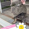 dog, puppy, french_bulldog, glass_door, reflection, name_tag, sticker, flower_emoji, curious, pet, indoors, wooden_floor, ears_up, looking_outside, animal, cute, small_dog, portrait, close_up, expression